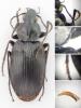 Agonum lugens
